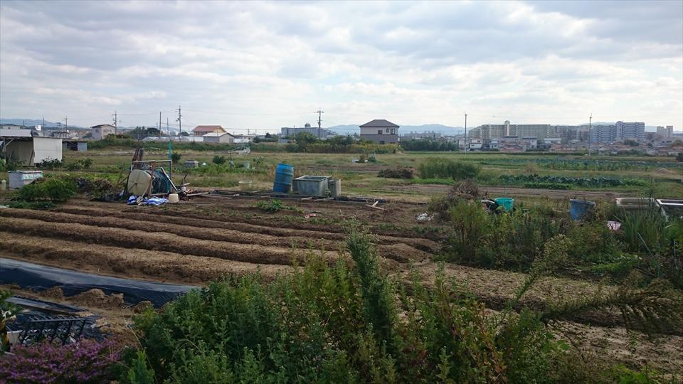 木村農園_2 ｜ 堺市中区の野菜直売所 ｜ ヤサイバー（YACYBER）