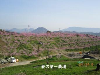 神田桃園の写真画像4