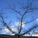 神田桃園の写真サムネイル2
