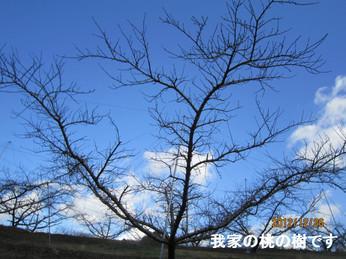 神田桃園の写真画像2