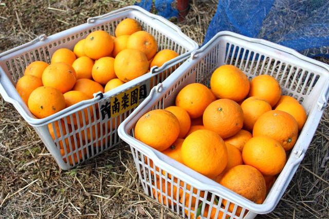 観光農園 南楽園 ｜ 堺市南区の味覚狩り・農業体験 ｜ ヤサイバー