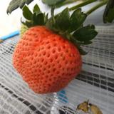 
								いちごの堺
							の写真サムネイル1