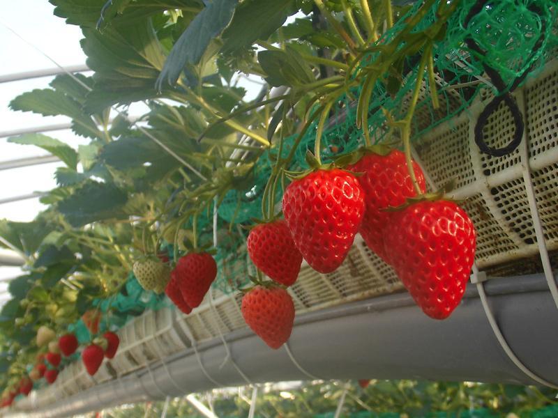 いちごの堺 ｜ 堺市北区の野菜直売所・農業体験 ｜ ヤサイバー（YACYBER）