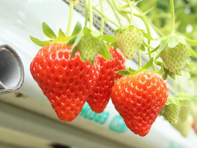 いちご狩り