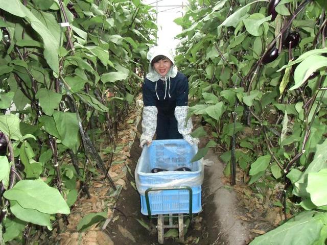 ナカスジファーム ｜ 大阪府富田林市の野菜直売所 ｜ ヤサイバー