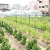 平野農園の写真サムネイル7