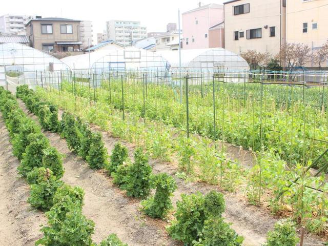平野農園の写真画像7