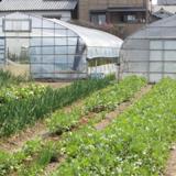 平野農園の写真サムネイル8