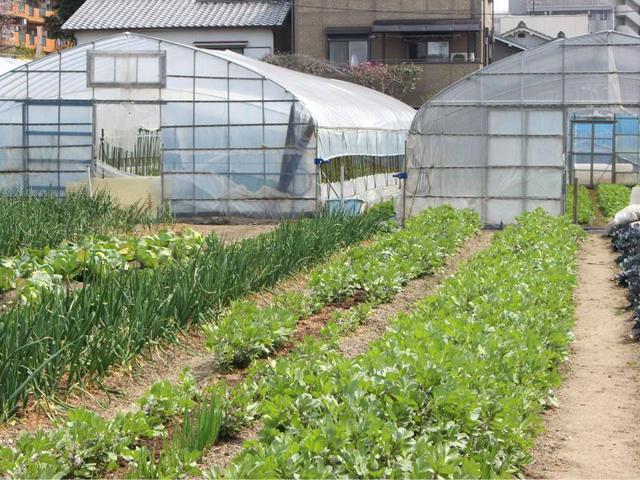 平野農園の写真画像8