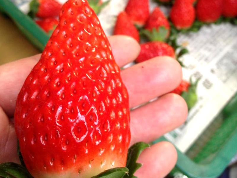 Grand Berry ｜ 大阪府八尾市の野菜直売所・農業体験 ｜ ヤサイバー