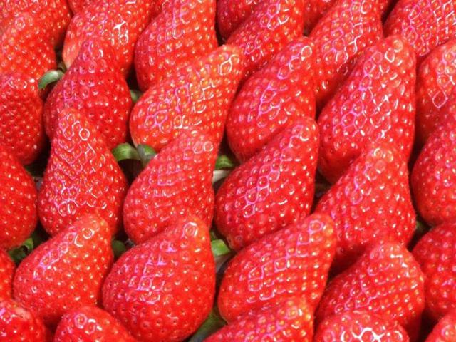 Grand Berry ｜ 大阪府八尾市の野菜直売所・農業体験 ｜ ヤサイバー