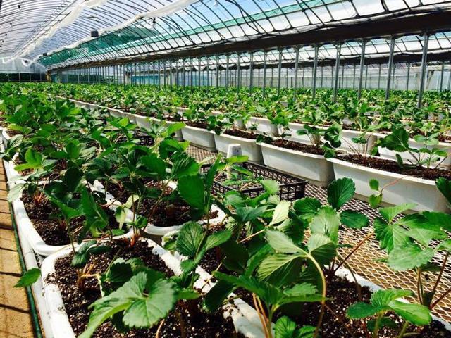 大葉農園 大鳥居】植物工場野菜の直営店がプレオープン 12/1～12/15(金) ｜ おー