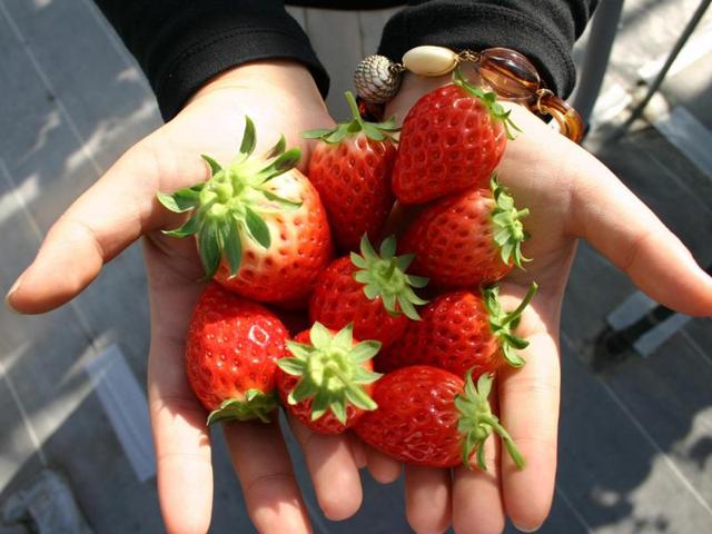 Grand Berry ｜ 大阪府八尾市の野菜直売所・農業体験 ｜ ヤサイバー