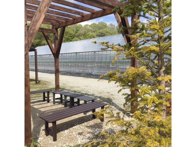 下村ベリー園の写真画像6