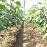 奥野農園の写真サムネイル2