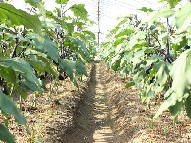 奥野農園の写真画像2