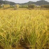 
								羽間農園
							の写真サムネイル1