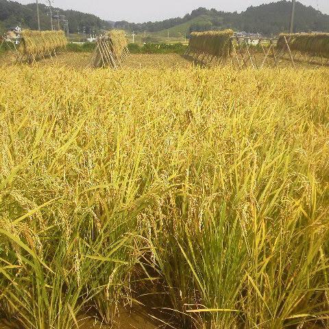 無農薬・無肥料の自然栽培米