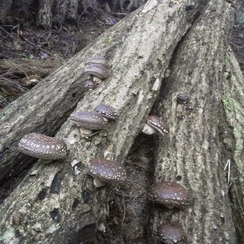 原木椎茸