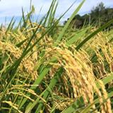 モンキー Farm Labの写真サムネイル7