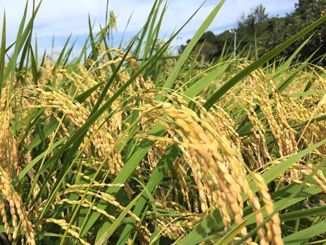 モンキー Farm Labの写真画像7