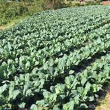 モンキー Farm Labの写真サムネイル6