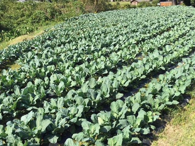 モンキー Farm Labの写真画像6