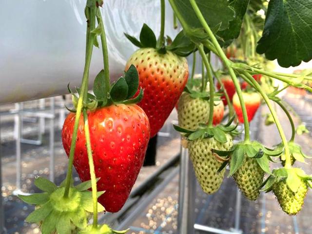 モンキー Farm Labの写真画像1