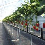 モンキー Farm Labの写真サムネイル3