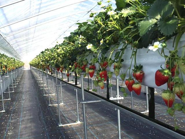 モンキー Farm Labの写真画像3