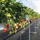 モンキー Farm Labの写真サムネイル2