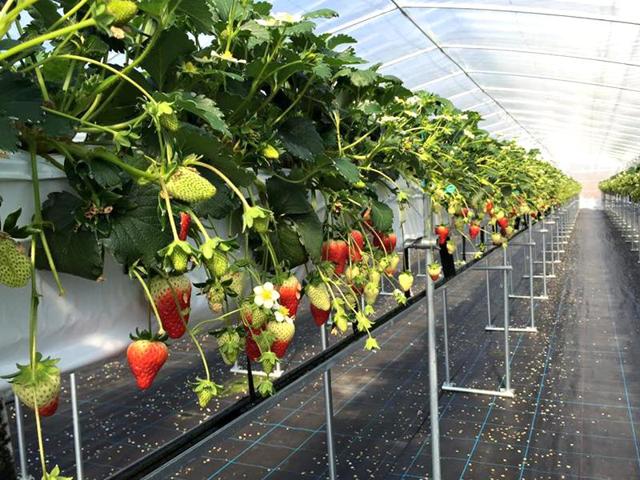 モンキー Farm Labの写真画像2