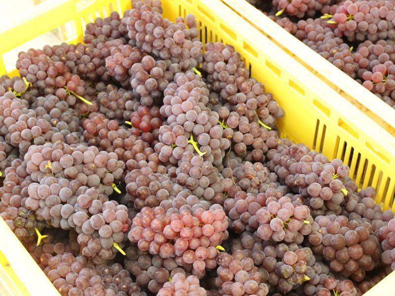 ウエダ農園 ｜ 奈良県平群町の野菜直売所 ｜ ヤサイバー（YACYBER）