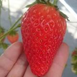ベリーファーム宇治の写真サムネイル5