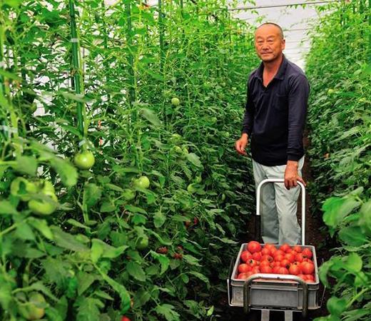 まつもと農園 ｜ 兵庫県三田市の野菜直売所・農業体験 ｜ ヤサイバー