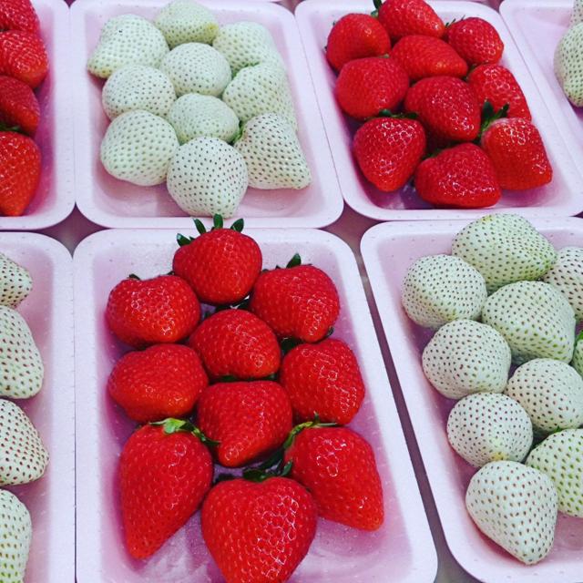 白いちご 手島農園 ｜ 佐賀県唐津市の野菜直売所 ｜ ヤサイバー（YACYBER）