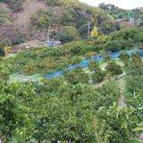 北阪町観光農場の写真サムネイル1