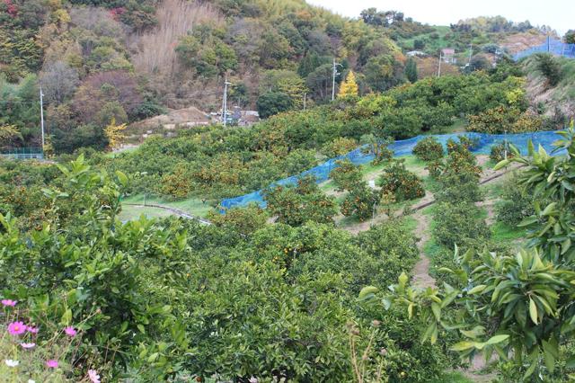 北阪町観光農場の写真画像1