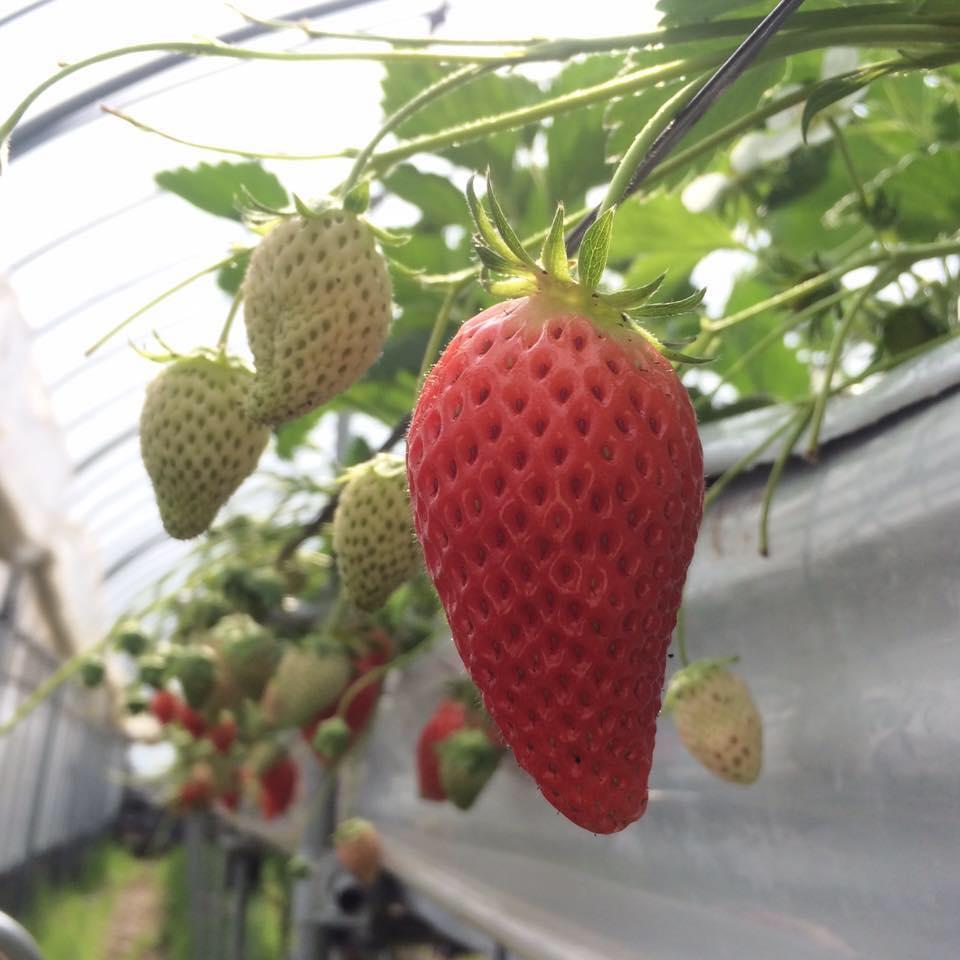 ストロベリーフィールズきたさか ｜ 滋賀県彦根市の野菜直売所・農業