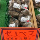 
								JA京都八幡農産物直売所  八幡店  四季彩館
							の写真サムネイル1
