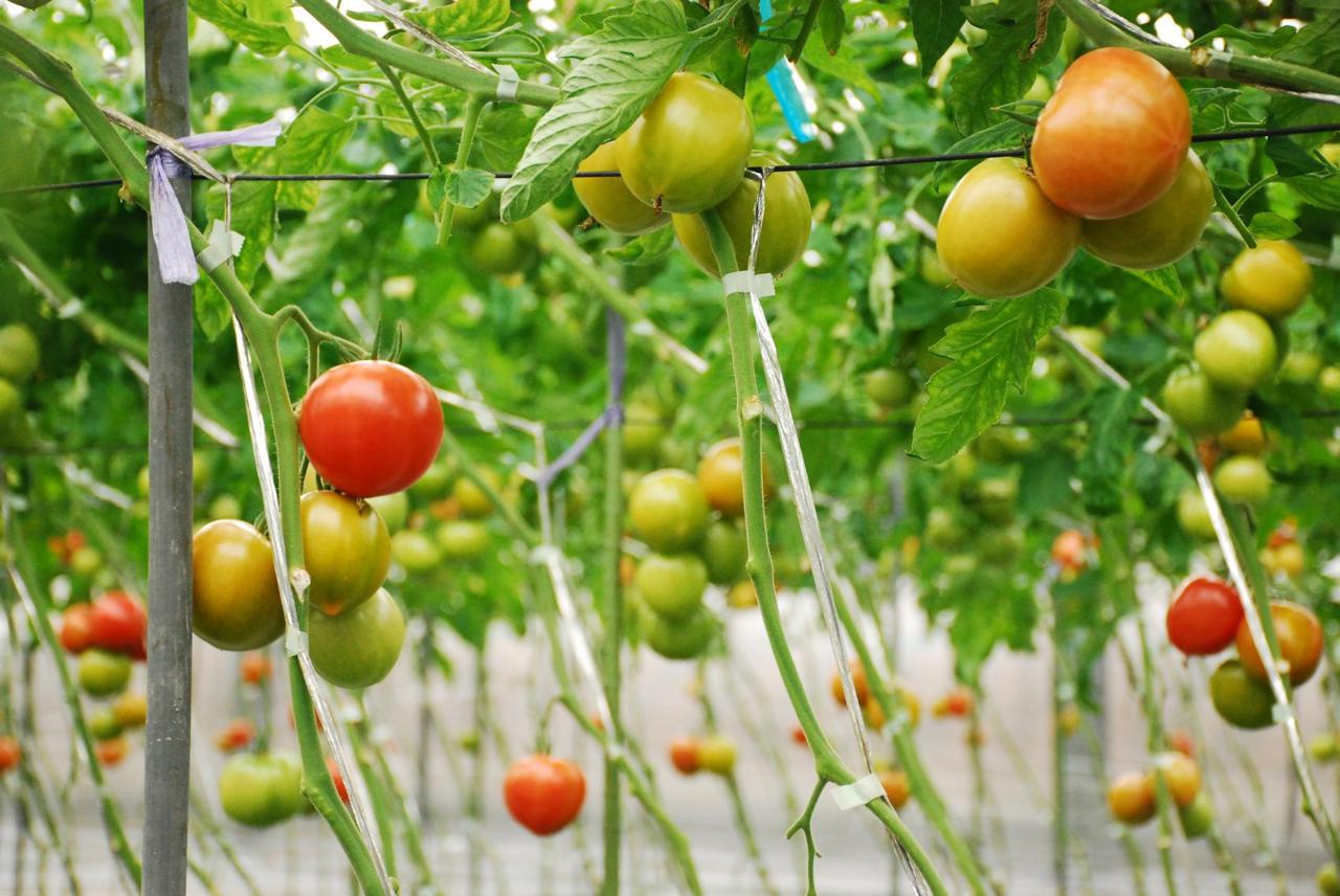 寺本農園 ｜ 大阪府高槻市の野菜直売所 ｜ ヤサイバー（YACYBER）