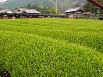 株式会社セーフティ･リ･ファーム88の写真画像1