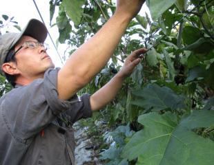 野菜セット