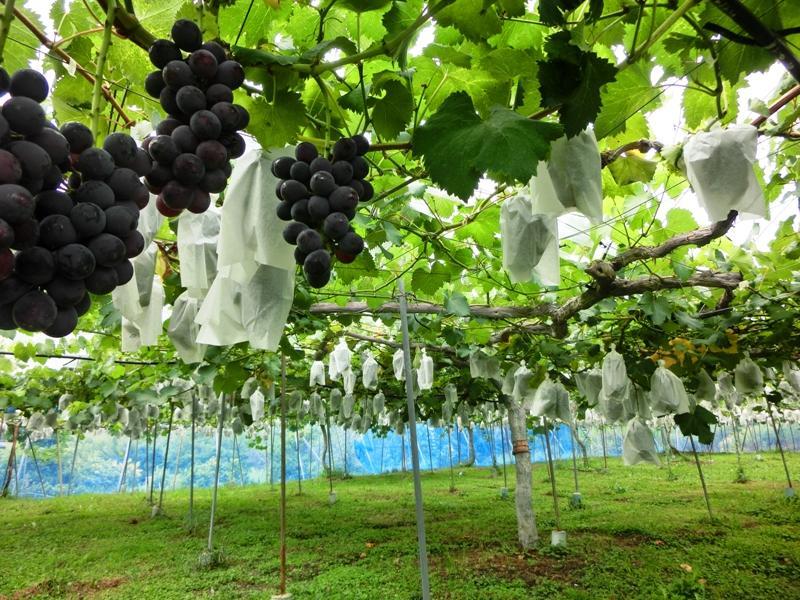 田中ぶどう園 田中隆二 ｜ 大阪府河内長野市の野菜直売所