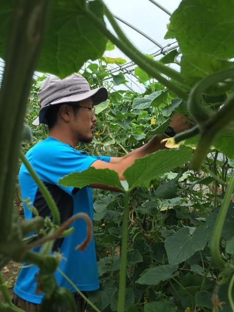 鈴木農園直売所 ｜ 茨城県古河市の野菜直売所 ｜ ヤサイバー（YACYBER）
