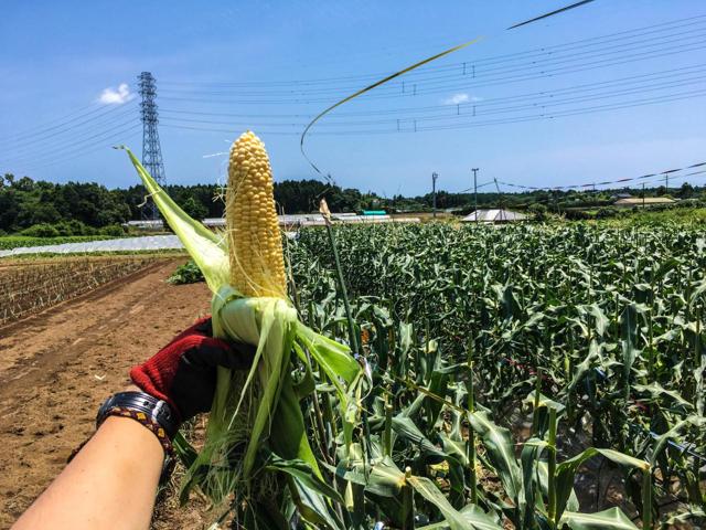 有野実苑オートキャンプ場の写真画像1