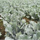 華と野菜のさぬきやの写真サムネイル1