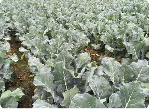 華と野菜のさぬきやの写真画像1