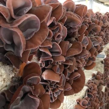 グリーンアグリ株式会社_2