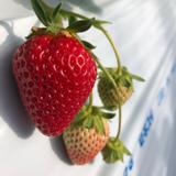Mt.Berry 奥日光の写真サムネイル2